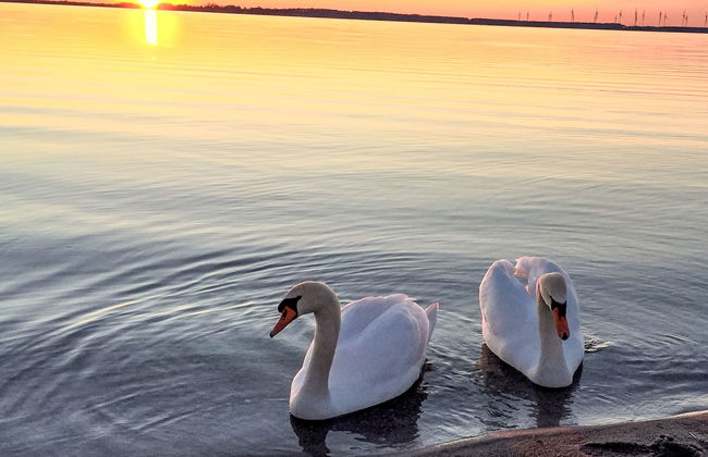 Möwennest - Foto 30