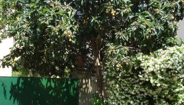 Casa del Gelsomino e del Nespolo - Foto 2, Garden, Garden view