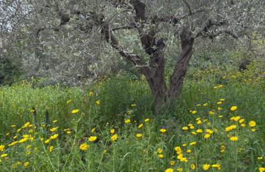 Villa Annunziata Luxe - Foto 62