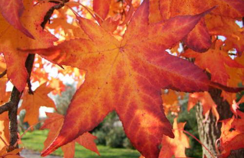 Agriturismo L'Acero Rosso - Foto 68