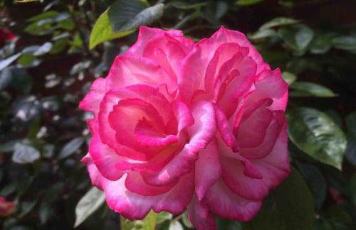 Rose Cottage - Foto 7