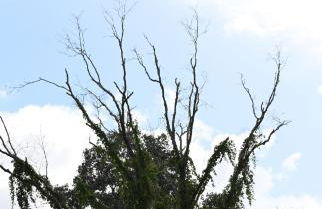 Dunsmuir House - Close to Warm Mineral Springs, Beaches & Cool Today Park - Foto 45