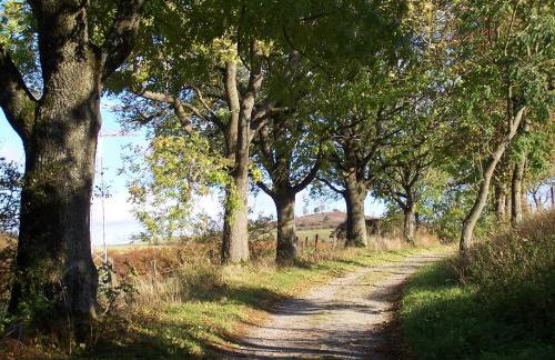 Fewo Wilke - Foto 16