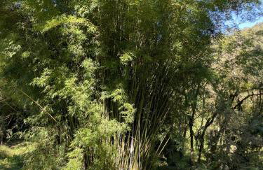 Memora Guesthouse Bateias - Casa Inteira e quartos em chácara - Photo 18