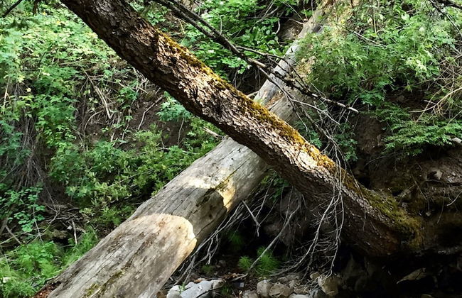 Treehouse by the Stream - Photo 17