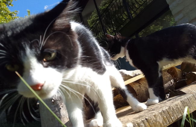 Les Favouilles, le gîte pour 15 personnes - Foto 111