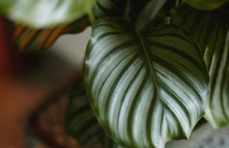 Große Wohnung mit 2 Schlafzimmer - Foto 12