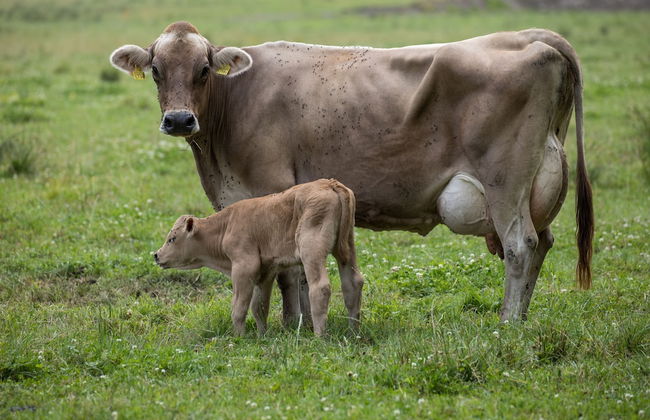 Steigmatt Bauernhof - Erlebnis - Foto 54