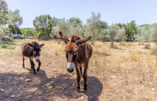 Can Pina - Eco Pina - - Foto 57