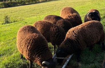 Hay View Lodges - Barn End - Foto 11