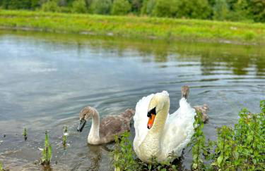 Farm woodland riverview cabin bbq firepit pet friendly - Foto 26