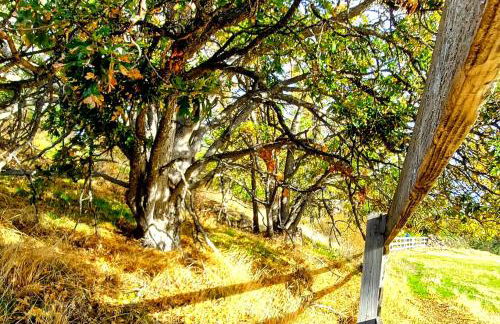 Cherry Heights - Foto 51