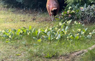 8F Lakeside Lodge Caer Beris Builth Wells - No Tradesman - Foto 6