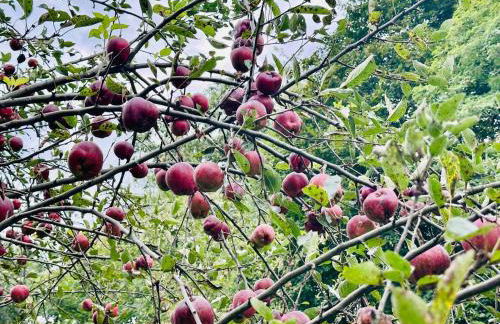 3 Bedroom Hilltop Escape with 5 Private Acres and Hot Tub - Foto 21