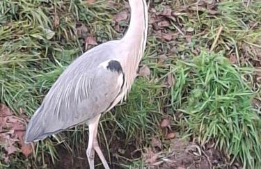 GAG Apartment in TRAM zone with FREE PARKING in front of the house - Photo 55