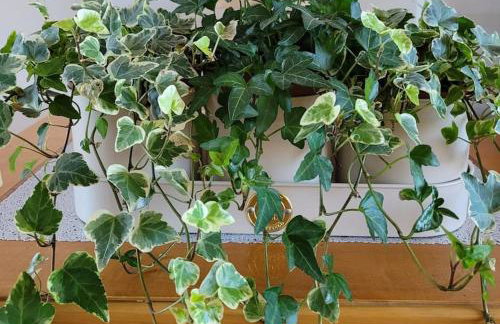 Spacious 5 Bedroom 11 Guest Family House in Horsham - Photo 21