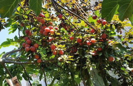 Summer House 150m from the beach for 5 persons. - Foto 33