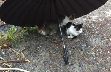 Green Farm-small paradise! - Foto 20