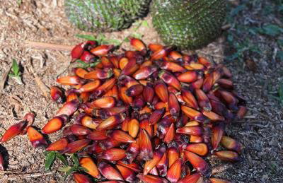 Cabana Ohana, Espaçosa, Aconchegante e Completa - Photo 23