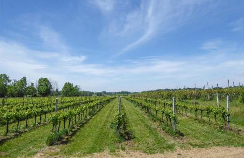 Amazing Apartment In Cavriana - Foto 8