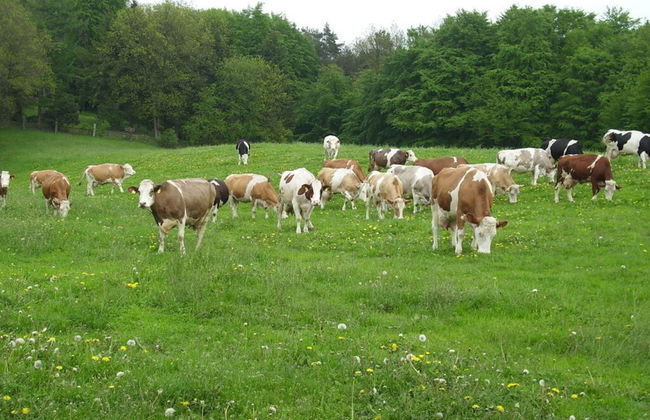 Holiday Home Hirtenkate Apartment 1 - Foto 12