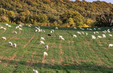 La Sorgente del Radicino - Foto 11