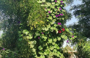 Kardiakafti Village - Foto 59