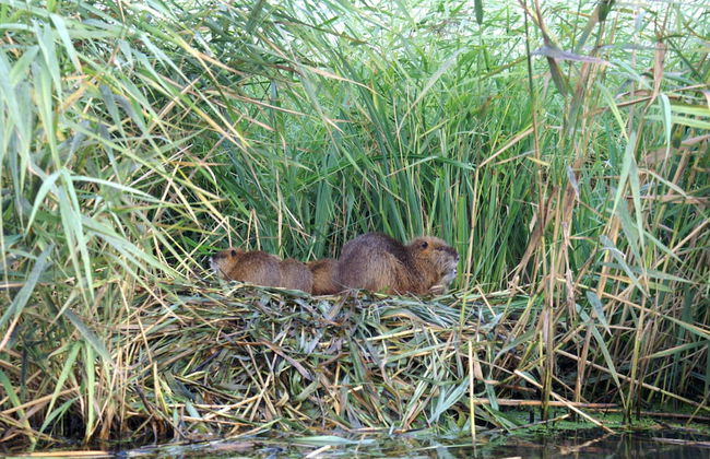 Kulturhof - Photo 22