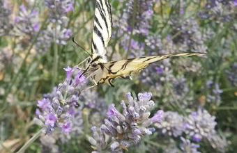 Studio Appart Verdon - Foto 24