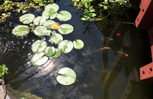Authentic Mongolian Yurt for a Serene Healing Retreat in Saratoga Springs, New York - Foto 18