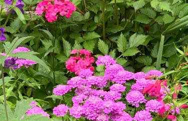 Ferienwohnung Sonnenterrasse - Foto 13