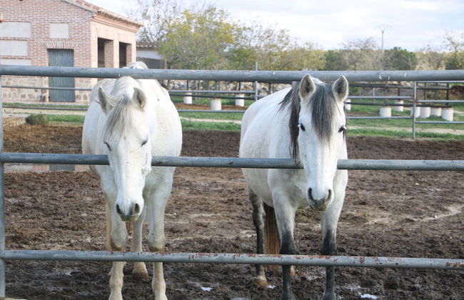 Complejo Rural Puente Romano - Foto 30