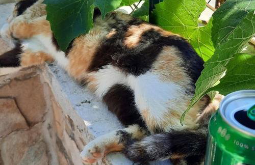 Apartmani Lada, Rogač, otok Šolta - Foto 51