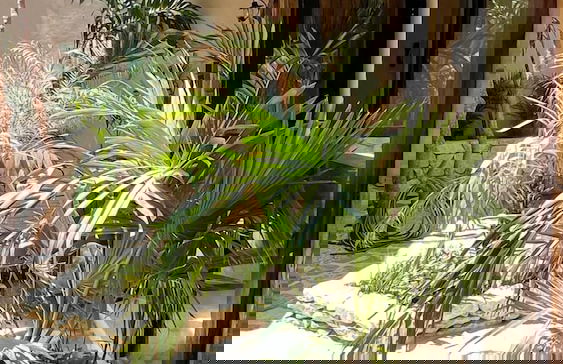 Family & Couples HARMONIA Suites in Tulum - Photo 4