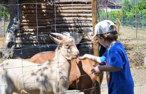 Casa das Palmeiras - Pedagogic Farm - Foto 16