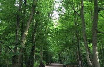 Lovely 2 bed cottage in Highgate, London - Photo 9