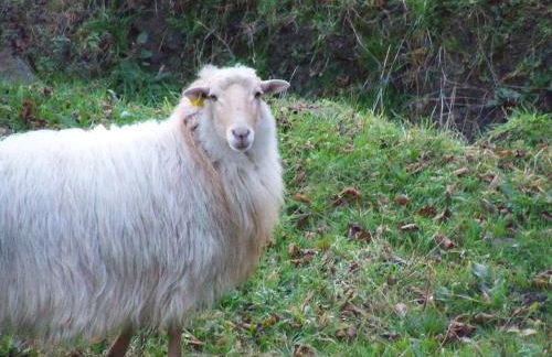 Agroturismo Iturbe - Photo 11