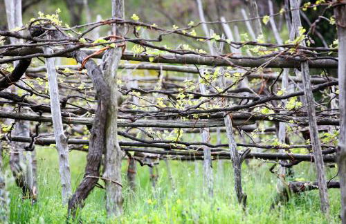 Agriturismo Il Raduno - Foto 33