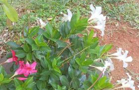 Sítio Vô Nono - Foto 18