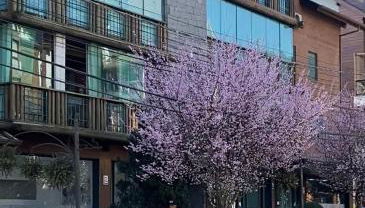 LUXUOSO APT ALMERIS PECCIN no Centro de GRAMADO - Foto 1