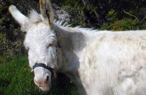 Agriturismo Monaci Templari - Foto 96