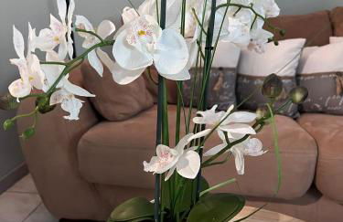 Les Caselas - Foto 37