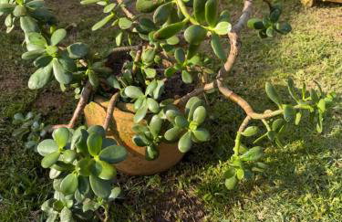 Casa Laranja Imbituba - Foto 31