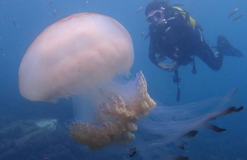 Luxury Penthouse: The Beacon at Punta de la Mona - Photo 13