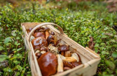 Agroturystyka Nad Wartą - Foto 22