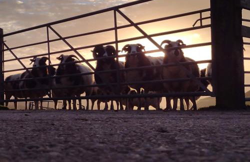 Wheat Cottage - 5* Cyfie Farm with private covered hot tub - Foto 18