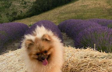 Le case della baracchina - Foto 2