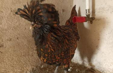 Bed and Bike Rheine - Foto 46