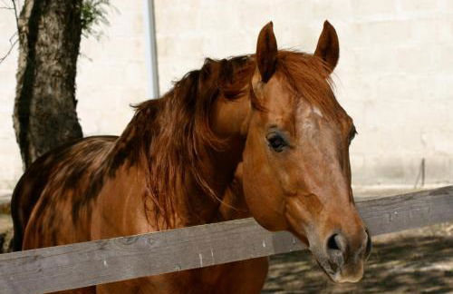 Tenuta Sant'Andrea - Foto 78