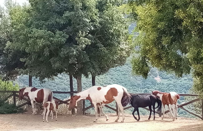 Sardinian Villa Enjoy Stintino With Your Pets ! - Photo 13